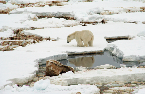 Polar bear on an oily ice in Greenland.